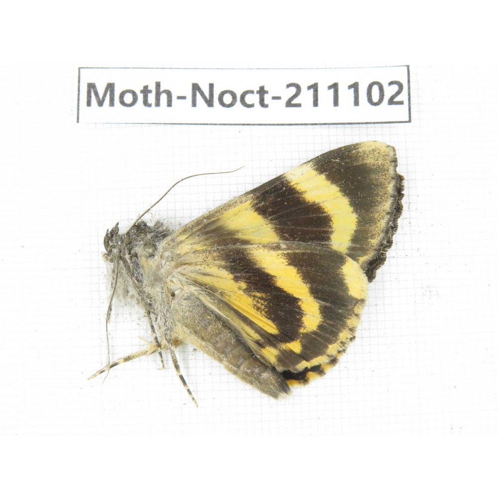 Noctuidae sp. China, Tibet, Linzhi, Bomi county. 1Pcs. Moth-Noct-211102.
