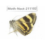 Noctuidae sp. China, Tibet, Linzhi, Bomi county. 1Pcs. Moth-Noct-211102.