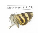 Noctuidae sp. China, Tibet, Linzhi, Bomi county. 1Pcs. Moth-Noct-211103.