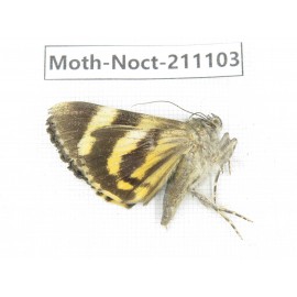 Noctuidae sp. China, Tibet, Linzhi, Bomi county. 1Pcs. Moth-Noct-211103.
