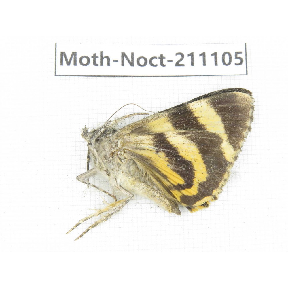 Noctuidae sp. China, Tibet, Linzhi, Bomi county. 1Pcs. Moth-Noct-211105.