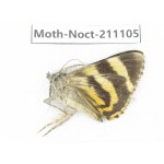 Noctuidae sp. China, Tibet, Linzhi, Bomi county. 1Pcs. Moth-Noct-211105.