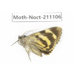 Noctuidae sp. China, Tibet, Linzhi, Bomi county. 1Pcs. Moth-Noct-211106.