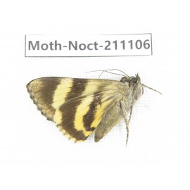 Noctuidae sp. China, Tibet, Linzhi, Bomi county. 1Pcs. Moth-Noct-211106.