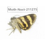 Noctuidae sp. China, Tibet, Linzhi, Bomi county. 1Pcs. Moth-Noct-211275.