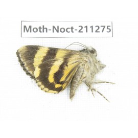 Noctuidae sp. China, Tibet, Linzhi, Bomi county. 1Pcs. Moth-Noct-211275.