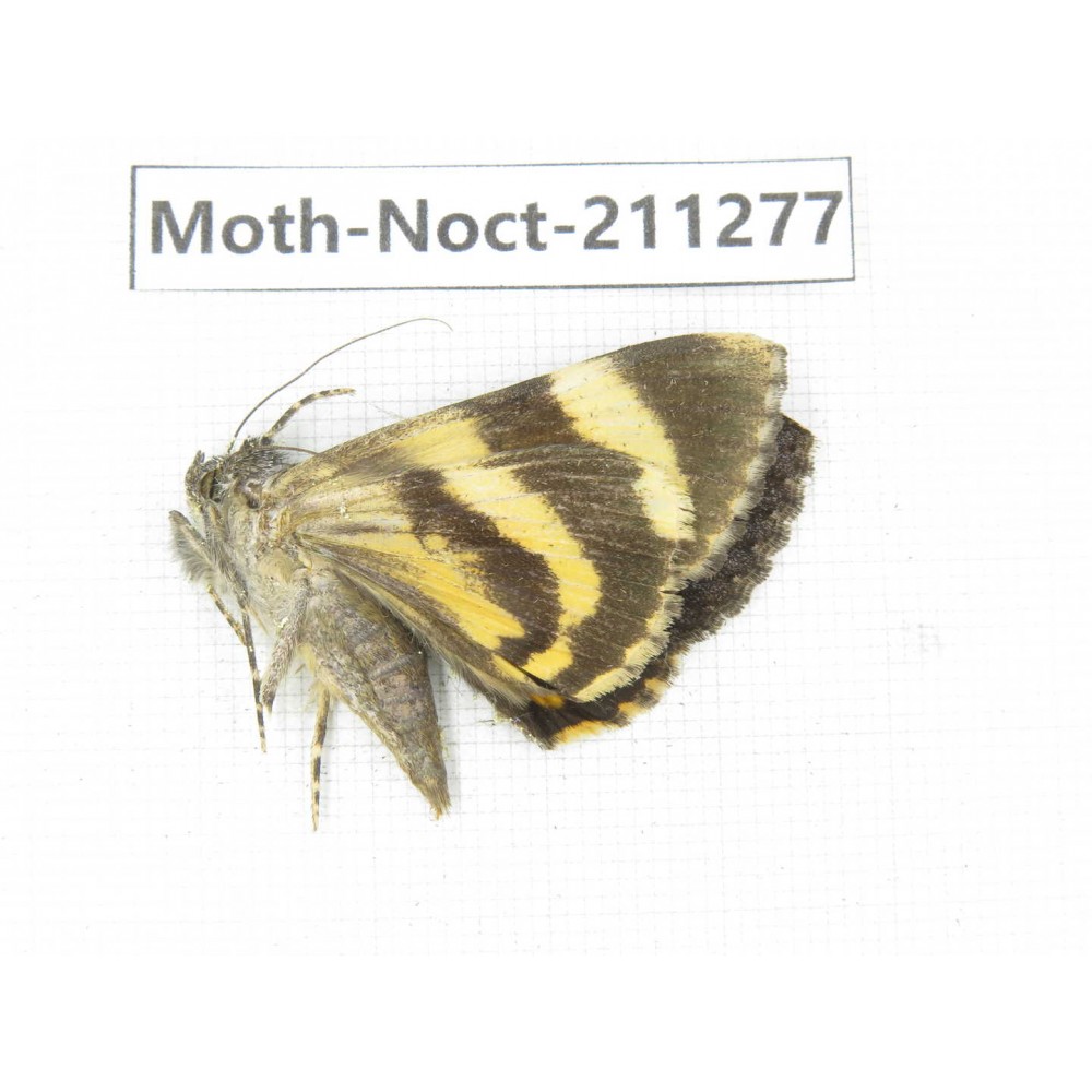 Noctuidae sp. China, Tibet, Linzhi, Bomi county. 1Pcs. Moth-Noct-211277.