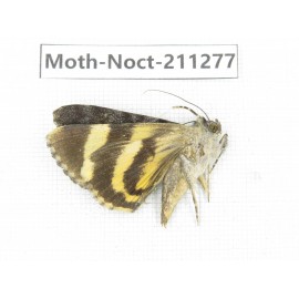 Noctuidae sp. China, Tibet, Linzhi, Bomi county. 1Pcs. Moth-Noct-211277.