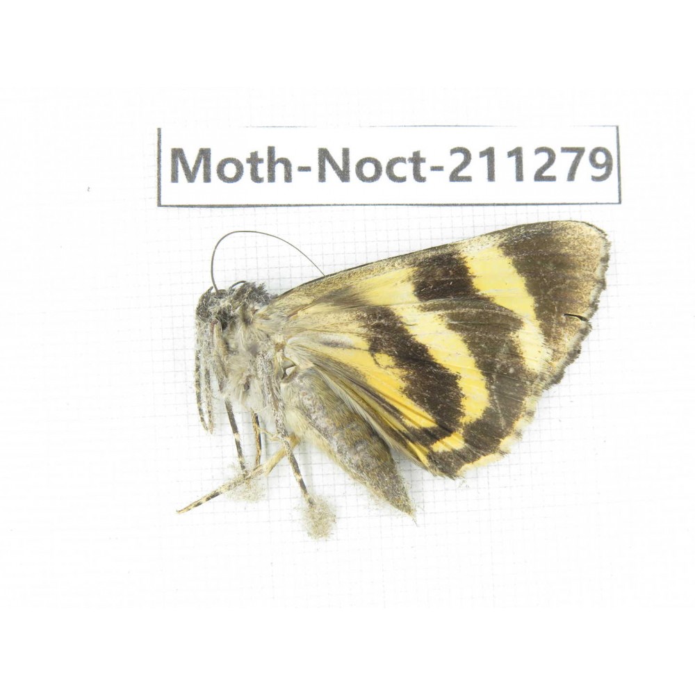 Noctuidae sp. China, Tibet, Linzhi, Bomi county. 1Pcs. Moth-Noct-211279.