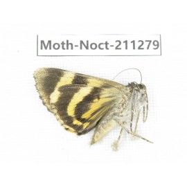 Noctuidae sp. China, Tibet, Linzhi, Bomi county. 1Pcs. Moth-Noct-211279.