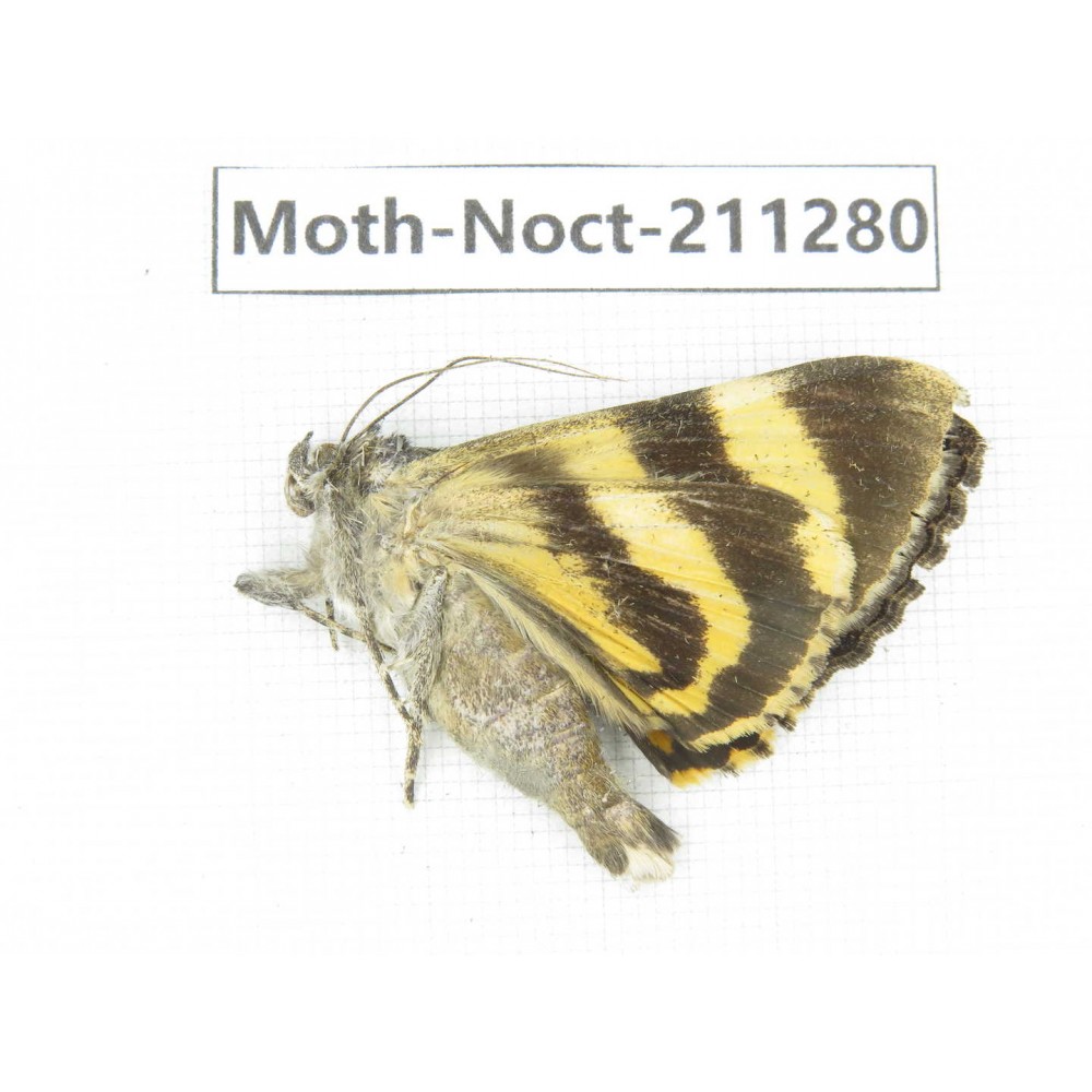 Noctuidae sp. China, Tibet, Linzhi, Bomi county. 1Pcs. Moth-Noct-211280.