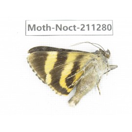 Noctuidae sp. China, Tibet, Linzhi, Bomi county. 1Pcs. Moth-Noct-211280.