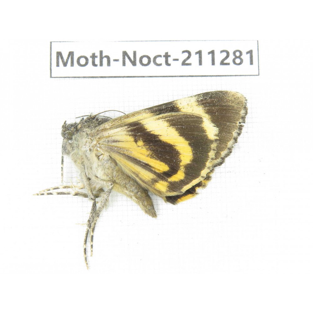 Noctuidae sp. China, Tibet, Linzhi, Bomi county. 1Pcs. Moth-Noct-211281.