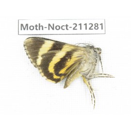 Noctuidae sp. China, Tibet, Linzhi, Bomi county. 1Pcs. Moth-Noct-211281.