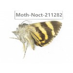 Noctuidae sp. China, Tibet, Linzhi, Bomi county. 1Pcs. Moth-Noct-211282.