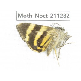 Noctuidae sp. China, Tibet, Linzhi, Bomi county. 1Pcs. Moth-Noct-211282.