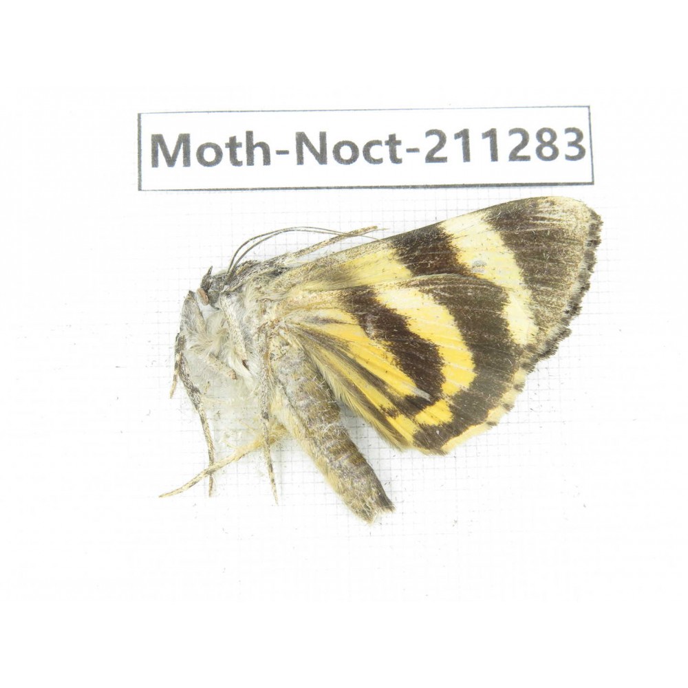 Noctuidae sp. China, Tibet, Linzhi, Bomi county. 1Pcs. Moth-Noct-211283.