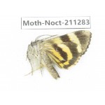 Noctuidae sp. China, Tibet, Linzhi, Bomi county. 1Pcs. Moth-Noct-211283.