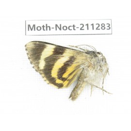 Noctuidae sp. China, Tibet, Linzhi, Bomi county. 1Pcs. Moth-Noct-211283.