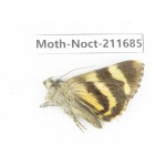 Noctuidae sp. China, Tibet, Linzhi, Bomi county. 1Pcs. Moth-Noct-211685.