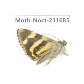 Noctuidae sp. China, Tibet, Linzhi, Bomi county. 1Pcs. Moth-Noct-211685.