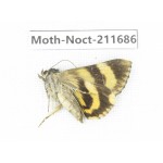Noctuidae sp. China, Tibet, Linzhi, Bomi county. 1Pcs. Moth-Noct-211686.