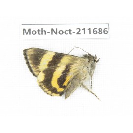 Noctuidae sp. China, Tibet, Linzhi, Bomi county. 1Pcs. Moth-Noct-211686.
