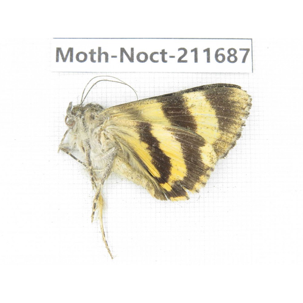Noctuidae sp. China, Tibet, Linzhi, Bomi county. 1Pcs. Moth-Noct-211687.
