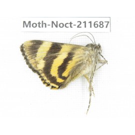 Noctuidae sp. China, Tibet, Linzhi, Bomi county. 1Pcs. Moth-Noct-211687.