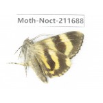 Noctuidae sp. China, Tibet, Linzhi, Bomi county. 1Pcs. Moth-Noct-211688.
