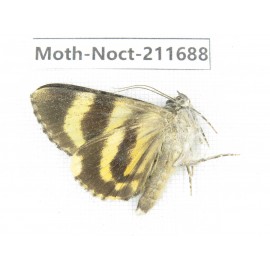 Noctuidae sp. China, Tibet, Linzhi, Bomi county. 1Pcs. Moth-Noct-211688.