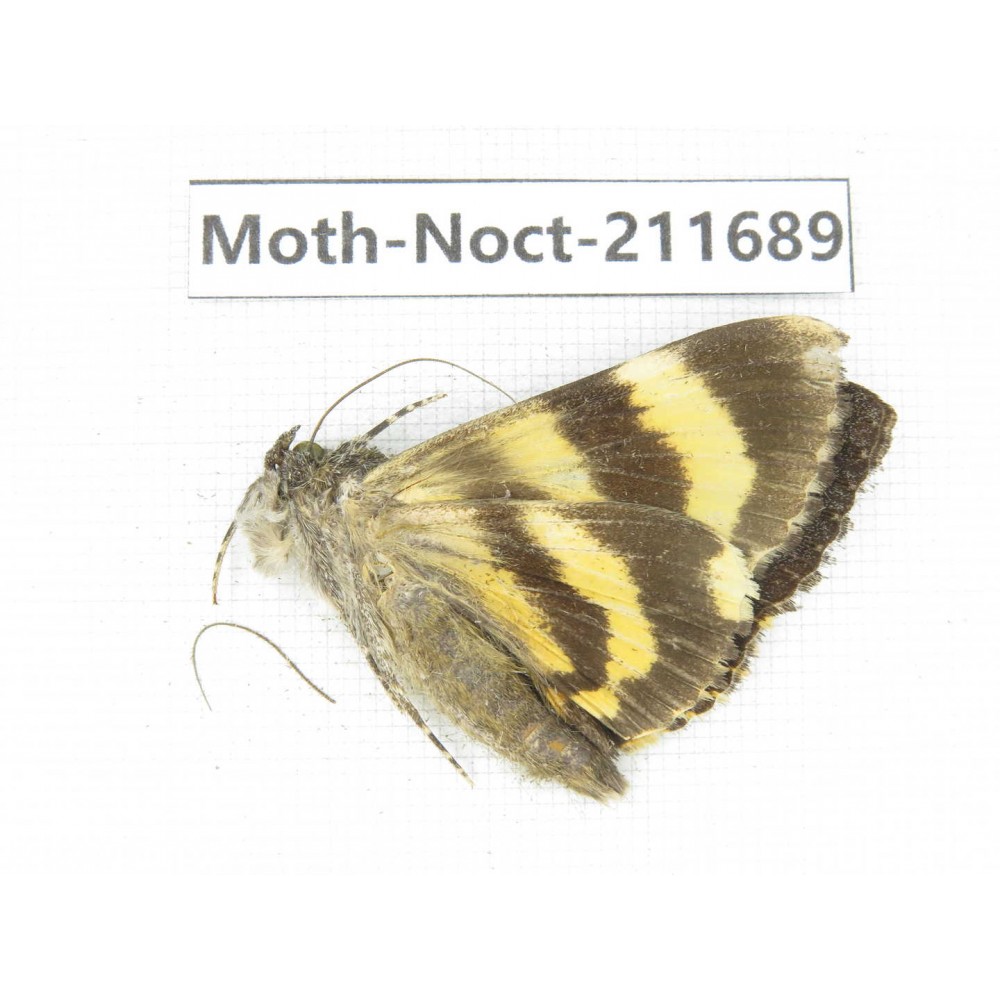 Noctuidae sp. China, Tibet, Linzhi, Bomi county. 1Pcs. Moth-Noct-211689.