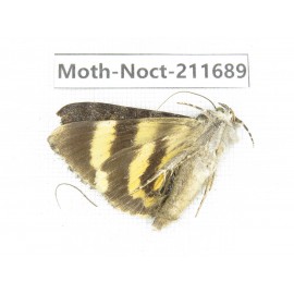 Noctuidae sp. China, Tibet, Linzhi, Bomi county. 1Pcs. Moth-Noct-211689.