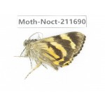 Noctuidae sp. China, Tibet, Linzhi, Bomi county. 1Pcs. Moth-Noct-211690.