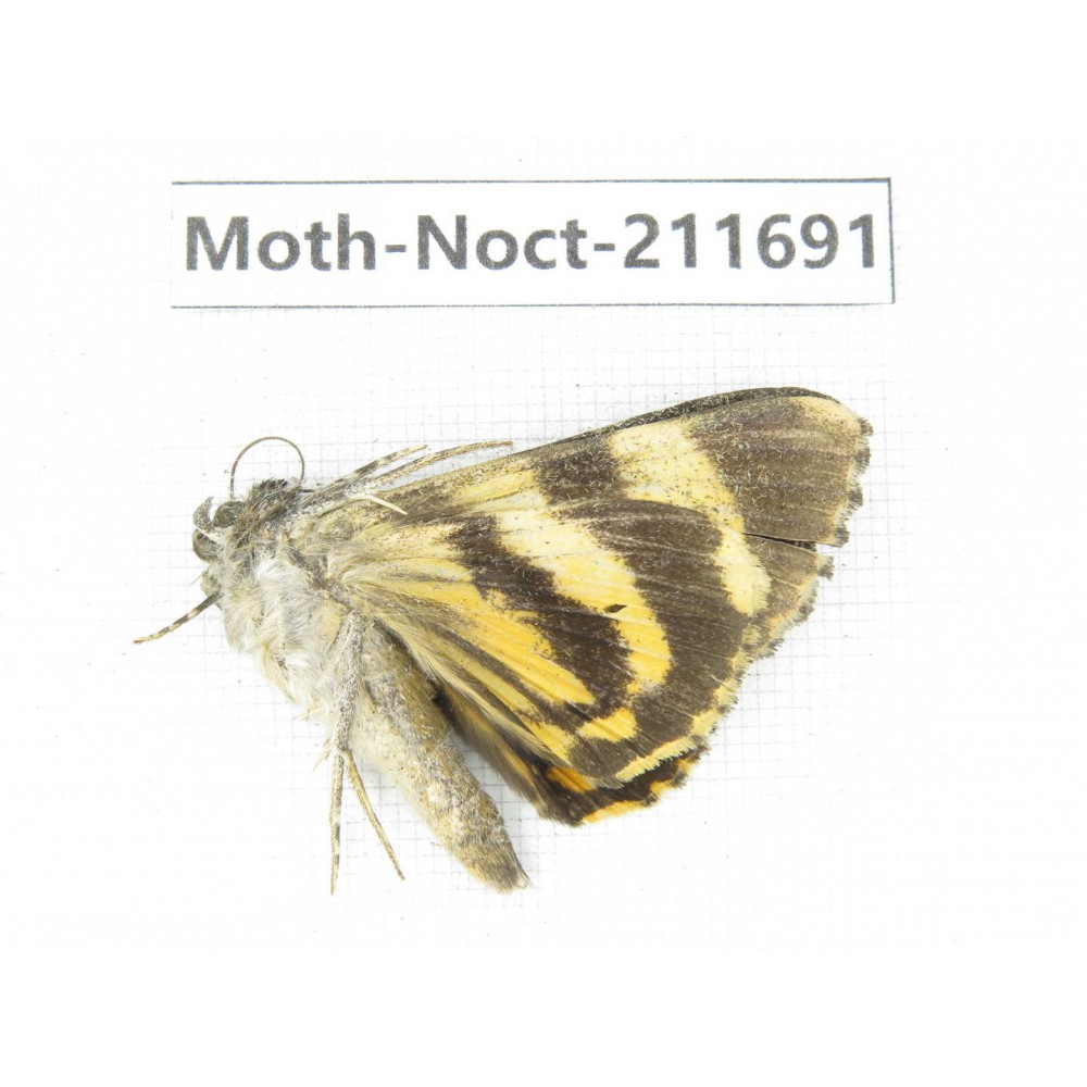 Noctuidae sp. China, Tibet, Linzhi, Bomi county. 1Pcs. Moth-Noct-211691.