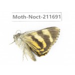 Noctuidae sp. China, Tibet, Linzhi, Bomi county. 1Pcs. Moth-Noct-211691.