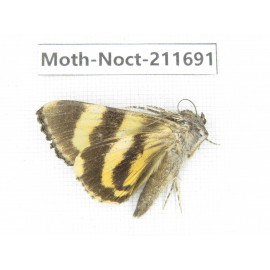 Noctuidae sp. China, Tibet, Linzhi, Bomi county. 1Pcs. Moth-Noct-211691.