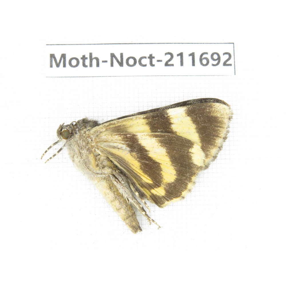 Noctuidae sp. China, Tibet, Linzhi, Bomi county. 1Pcs. Moth-Noct-211692.