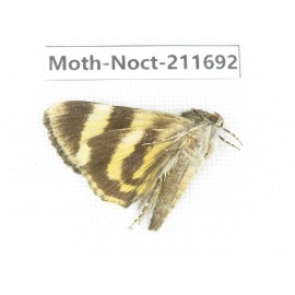 Noctuidae sp. China, Tibet, Linzhi, Bomi county. 1Pcs. Moth-Noct-211692.