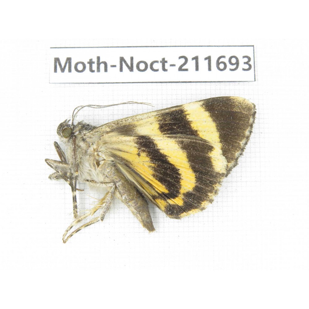 Noctuidae sp. China, Tibet, Linzhi, Bomi county. 1Pcs. Moth-Noct-211693.