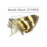 Noctuidae sp. China, Tibet, Linzhi, Bomi county. 1Pcs. Moth-Noct-211693.