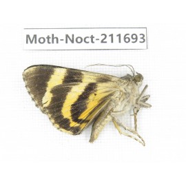 Noctuidae sp. China, Tibet, Linzhi, Bomi county. 1Pcs. Moth-Noct-211693.