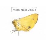 Noctuidae sp. China, Tibet, Linzhi, Bomi county. 1Pcs. Moth-Noct-21894.
