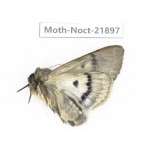 Noctuidae sp. China, Tibet, Linzhi, Bomi county. 1Pcs. Moth-Noct-21897.