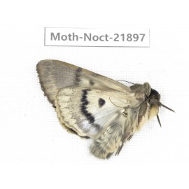 Noctuidae sp. China, Tibet, Linzhi, Bomi county. 1Pcs. Moth-Noct-21897.