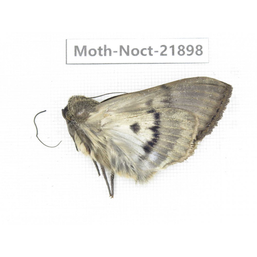 Noctuidae sp. China, Tibet, Linzhi, Bomi county. 1Pcs. Moth-Noct-21898.