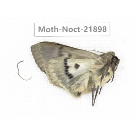 Noctuidae sp. China, Tibet, Linzhi, Bomi county. 1Pcs. Moth-Noct-21898.