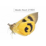 Noctuidae sp. China, Tibet, Linzhi, Bomi county. 1Pcs. Moth-Noct-21904.