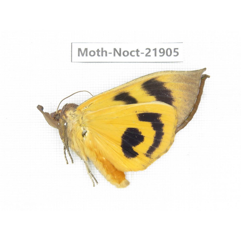 Noctuidae sp. China, Tibet, Linzhi, Bomi county. 1Pcs. Moth-Noct-21905.