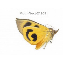 Noctuidae sp. China, Tibet, Linzhi, Bomi county. 1Pcs. Moth-Noct-21905.